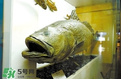 金錢鳘為什么那么貴？金錢鳘為什么能賣那么貴