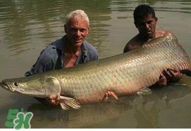 金錢鳘魚膠一斤多少錢？金錢鳘魚膠價格