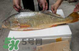 孕婦能吃金錢鱉嗎？懷孕期間能不能吃金錢鱉？