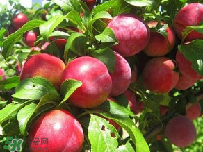 ?油桃是發(fā)物嗎？?油桃是不是發(fā)物？