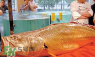 孕婦能吃金錢鱉嗎？懷孕期間能不能吃金錢鱉？