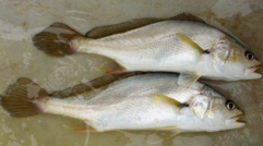 小孩能吃黃唇魚嗎？小孩吃黃唇魚好嗎？