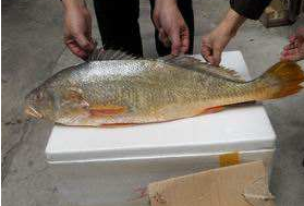 小孩能吃黃唇魚嗎？小孩吃黃唇魚好嗎？