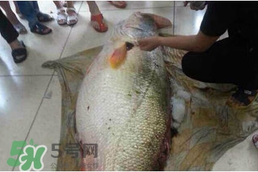 黃唇魚魚鰾能救命？黃唇魚魚鰾可以救命？