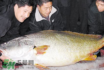 寶寶能吃金錢鳘嗎？金錢鳘寶寶吃了好嗎？