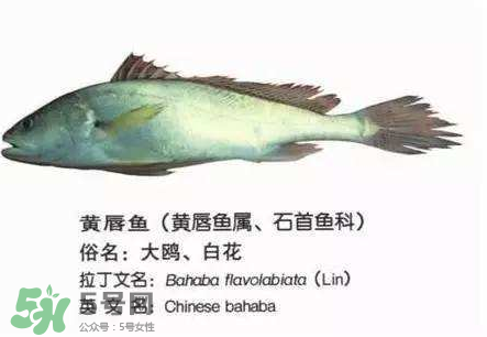 寶寶能吃金錢鳘嗎？金錢鳘寶寶吃了好嗎？