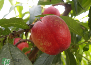 油桃和牛奶能一起吃嗎？喝完牛奶能吃油桃嗎？