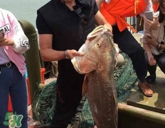 金錢鳘值多少錢？金錢鳘魚膠功效