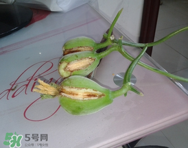 香瓜裂口怎么回事？香瓜裂了怎么辦？