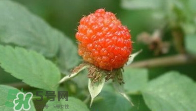 空心泡是否就是覆盆子？覆盆子是水果嗎