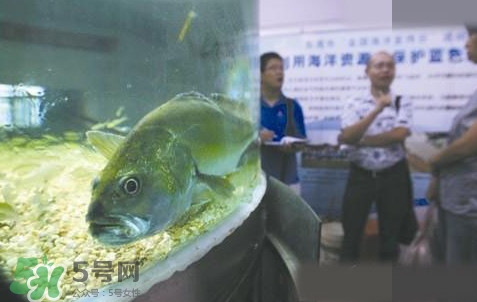 金錢鳘是哪里原產(chǎn)的？金錢鳘的產(chǎn)地在哪里
