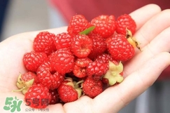 覆盆子哪里有賣？覆盆子多少錢一斤？