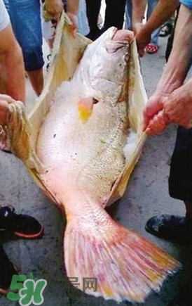 黃唇魚魚鰾能救命？黃唇魚魚鰾可以救命？