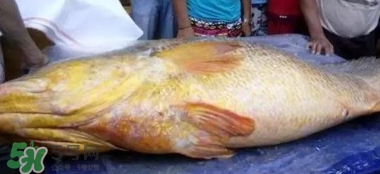 金錢鳘可以人工養(yǎng)殖嗎？黃唇魚(yú)為什么難養(yǎng)殖