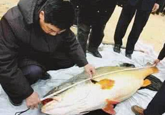 黃唇魚魚鰾真的那么神？黃唇魚魚鰾真實藥用價值