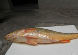 黃唇魚是海魚嗎？黃唇魚是海鮮嗎