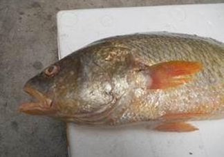 黃唇魚魚鰾能救命？黃唇魚魚鰾可以救命？