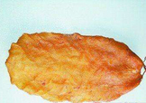  黃唇魚魚鰾怎么吃？ 黃唇魚魚鰾如何吃？