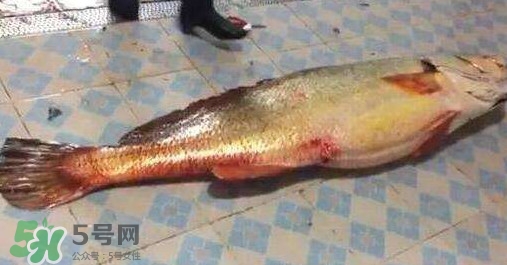 金錢鳘是什么？金錢鳘怎么讀？