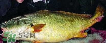 金錢鳘魚膠一斤多少錢？金錢鳘魚膠價格