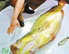 黃唇魚是海魚嗎？黃唇魚是海鮮嗎