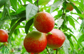 油桃可以榨汁嗎？油桃怎么榨汁？
