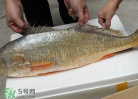 金錢鳘可以人工養(yǎng)殖嗎？黃唇魚(yú)為什么難養(yǎng)殖