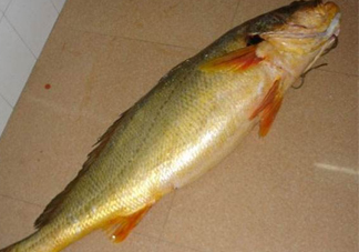 怎么鑒別金錢鳘魚(yú)膠？金錢鳘魚(yú)膠如何分辨真?zhèn)?><p><strong>怎么鑒別金錢鳘魚(yú)膠？金錢鳘魚(yú)膠如何分辨真?zhèn)?/strong></p></a></li> <li><a href=