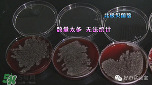 三文魚有刺嗎？三文魚的刺怎么處理
