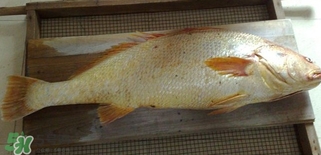 黃唇魚怎么做？黃唇魚怎么保存