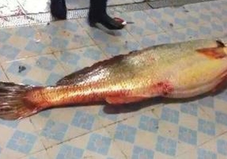 金錢鳘為什么身價(jià)上百萬(wàn)？金錢鳘真這么值錢嗎
