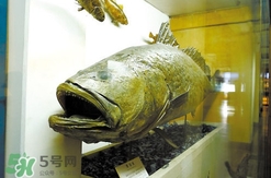金錢鳘有什么用？金錢鳘有什么作用