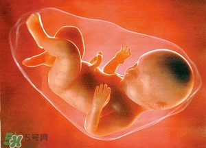 人造子宮能生孩子嗎？人造子宮成功案例