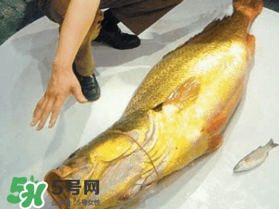 金錢鳘為什么那么貴？金錢鳘為什么能賣那么貴