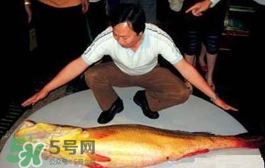 黃唇魚為什么那么有價值？黃唇魚的價值