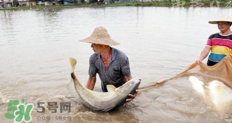 金錢鳘是哪里原產(chǎn)的？金錢鳘的產(chǎn)地在哪里