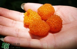 空心泡能吃嗎？空心泡與樹莓的差別