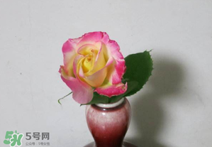 五月份可以扦插月季嗎？5月份適合插月季嗎？