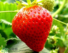 5月份可以種草莓嗎？五月份可以種草莓嗎？