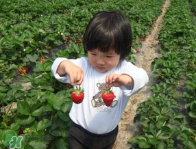 5月份能摘草莓嗎？五月份還有草莓摘嗎？