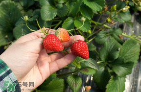 5月份能摘草莓嗎？五月份還有草莓摘嗎？