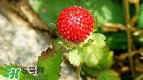 蛇莓收購(gòu)多少一公斤？蛇莓價(jià)格