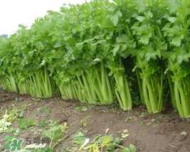 五月份可以種芹菜嗎？芹菜適合什么時(shí)候播種？