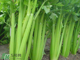 五月份可以種芹菜嗎？芹菜適合什么時(shí)候播種？