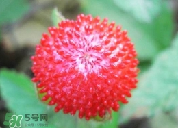 蛇草莓能吃嗎？蛇草莓有毒嗎