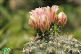五月份種什么花？5月份適合種什么花？