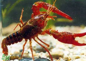 什么時候釣龍蝦最好？龍蝦幾月份能釣？