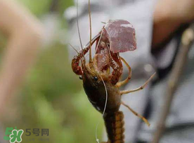 什么時候釣龍蝦最好？龍蝦幾月份能釣？