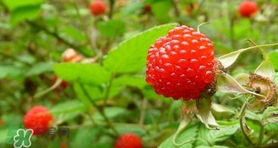 野草莓可以吃嗎？野草莓能不能吃