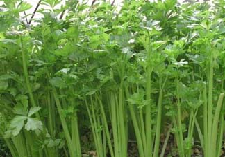 五月份可以種芹菜嗎？芹菜適合什么時候播種？